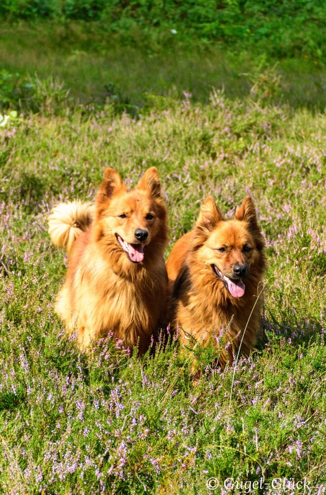 Harzer Hütehunde Ss