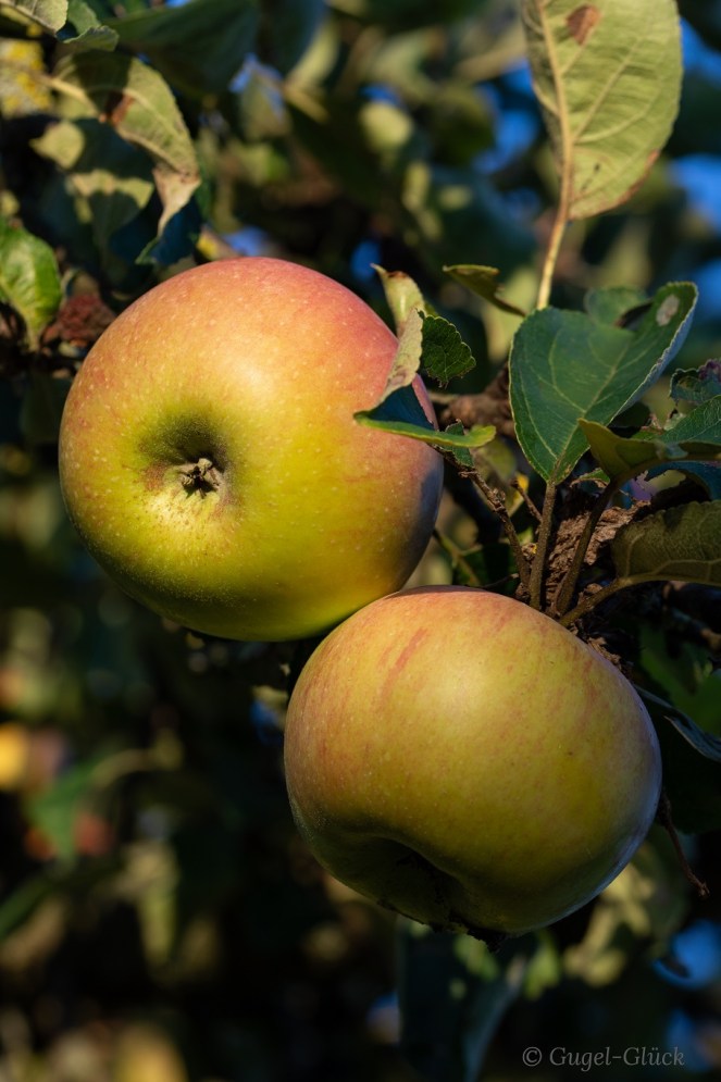 schwäbische Apfeltarte-8 Ss